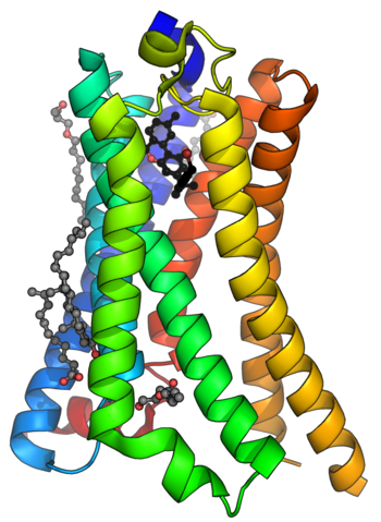 an image of the human cannabinoid system By Deposition authors: Hua, T., Vemuri, K., Nikas, P.S., Laprairie, R.B., Wu, Y., Qu, L., Pu, M., Korde, A., Shan, J., Ho, J.H., Han, G.W., Ding, K., Li, X., Liu, H., Hanson, M.A., Zhao, S., Bohn, L.M., Makriyannis, A., Stevens, R.C., Liu, Z.J.;Visualization author: Synpath - Atom coordinates: https://www.rcsb.org/structure/5XRA; Visualization: Own work, CC0, https://commons.wikimedia.org/w/index.php?curid=132708811